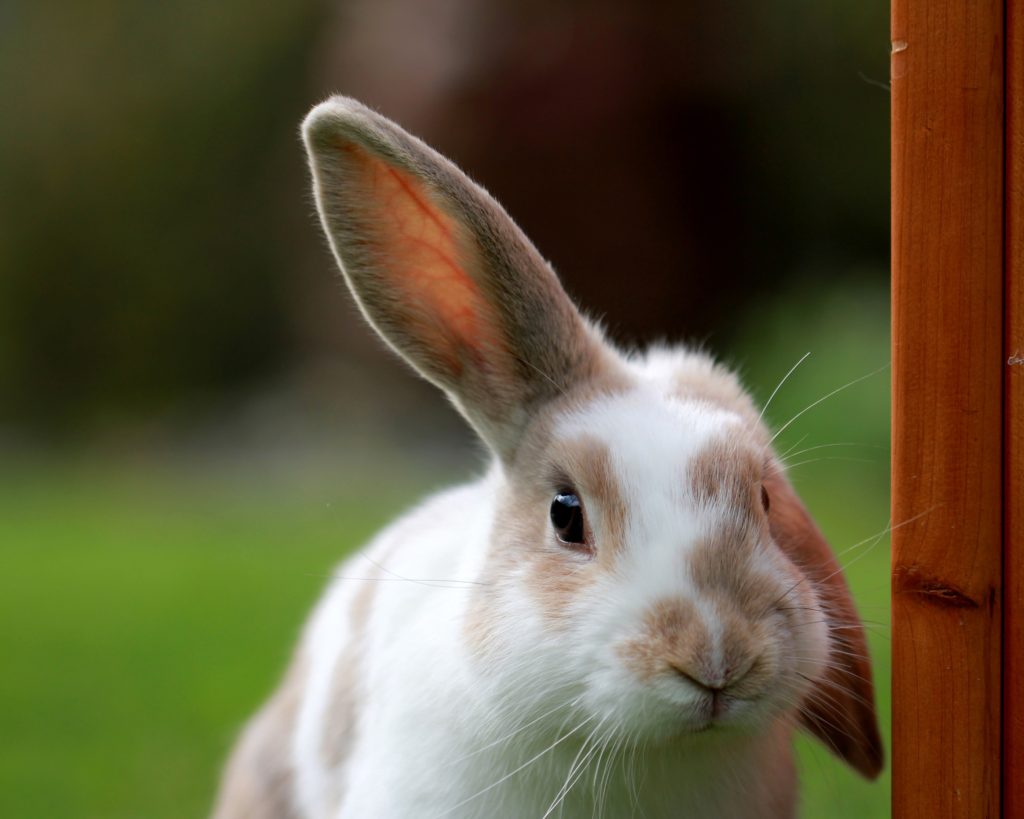 close up of bunny with one ear down