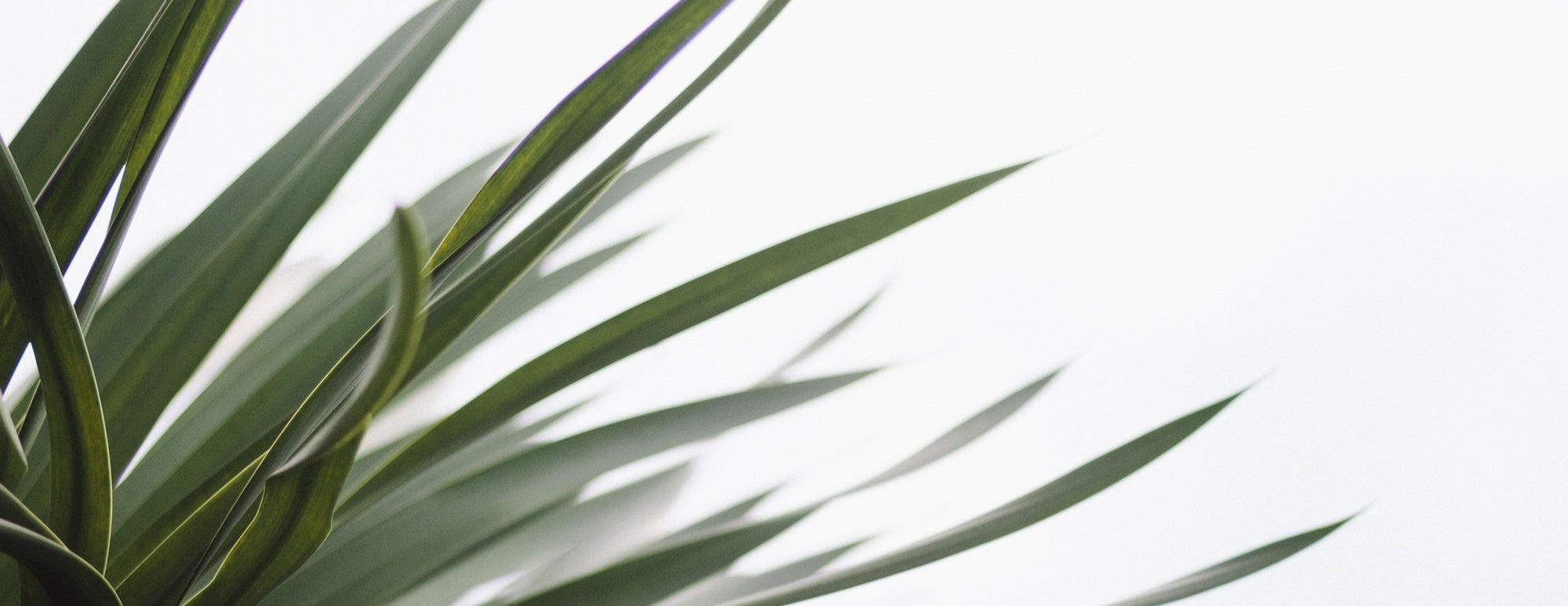 Spiky green plant leaves on a bright white background, decorative header for a skincare article